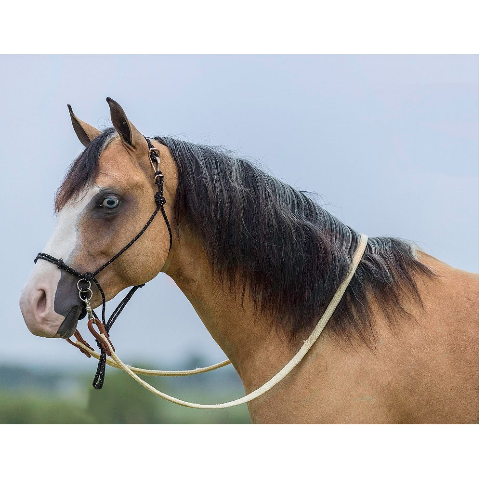 Bridon sans mors Mustang