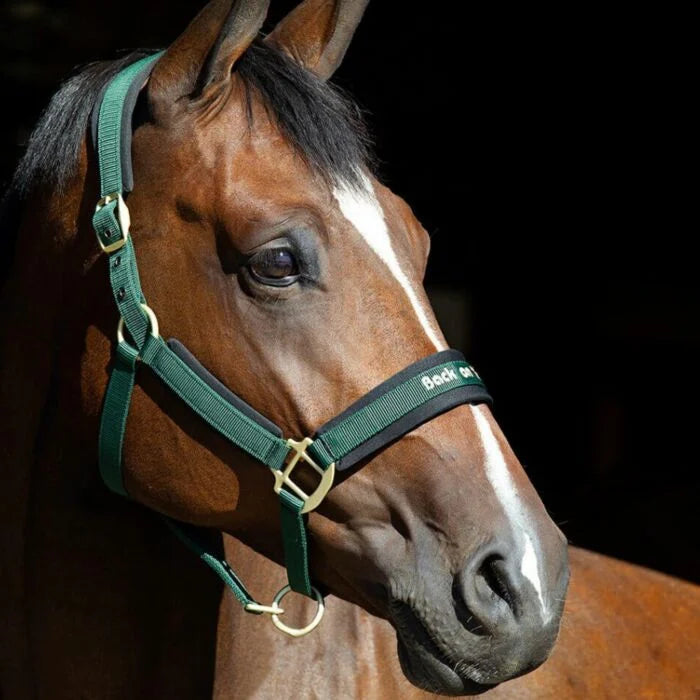 Licou Back on Track Werano pour chevaux, accessoire équestre en cuir avec boucles et rembourrage, vue de face.