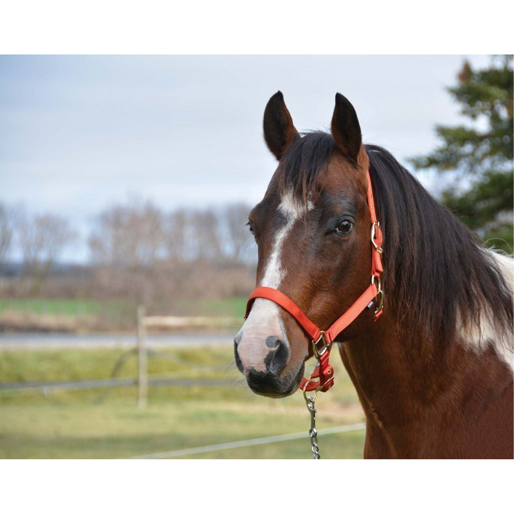 Country Legend Soft-Touch Headcollar, multiple colors available