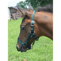 Licou pour poulain Cavalier Cushion Web, en nylon confortable, adapté pour l’élevage et la manipulation des jeunes chevaux.