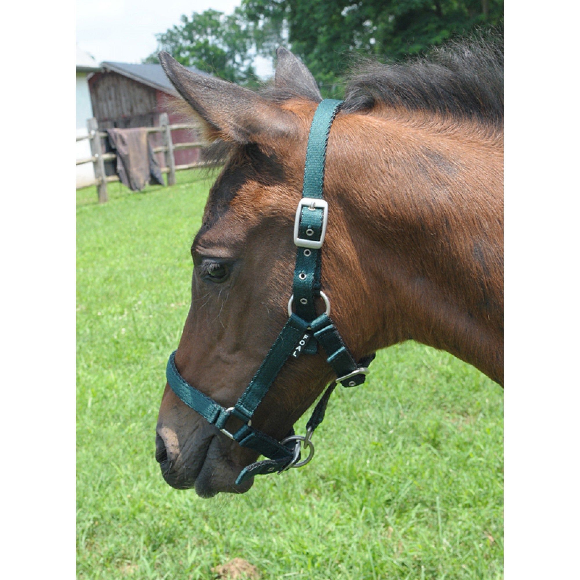 Licou pour poulain Cavalier Cushion Web, en nylon confortable, adapté pour l’élevage et la manipulation des jeunes chevaux.