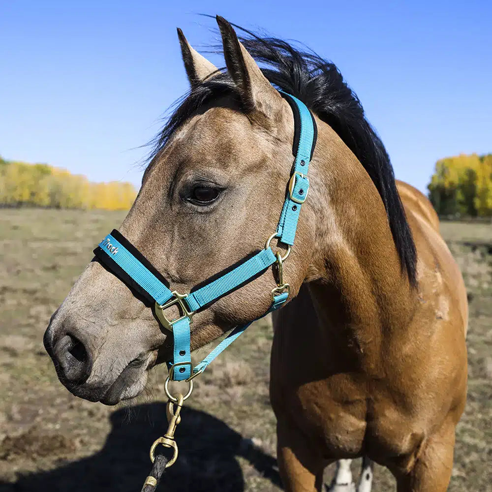 Werano Halter - Back On Track