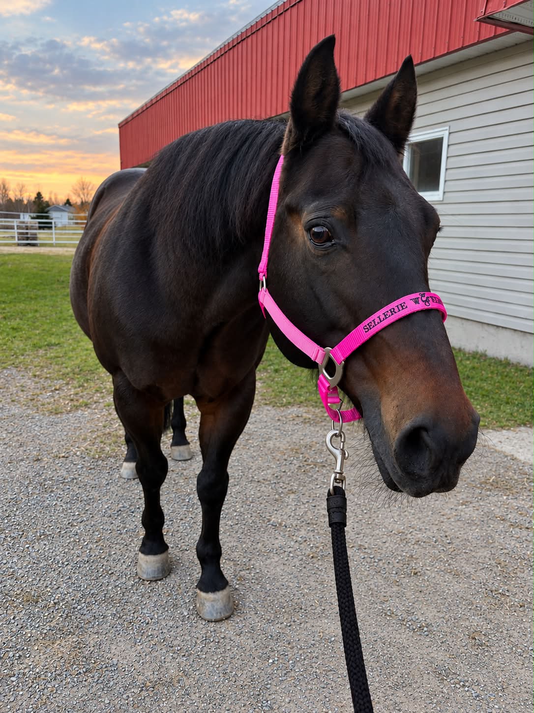 Country Legend Soft-Touch Headcollar, multiple colors available