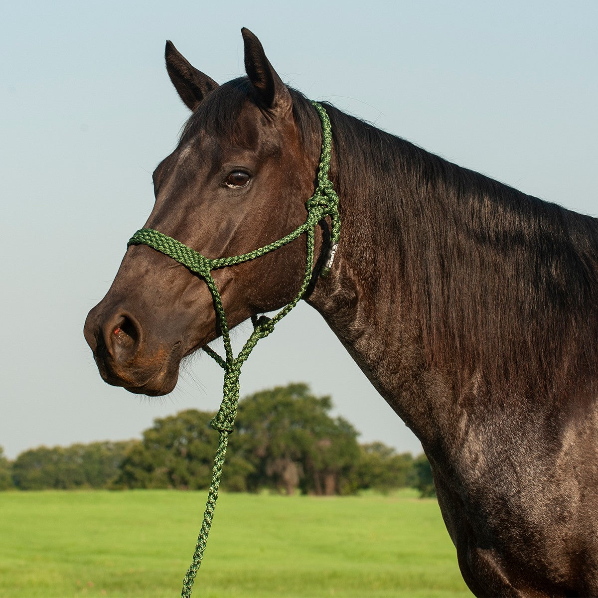Braided rope halter with 9' lead