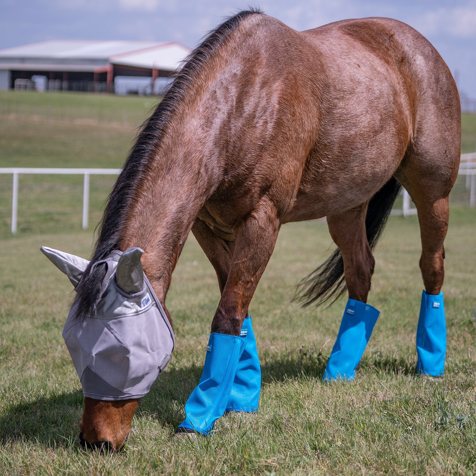 Bottes anti-mouches et protège-jambes Equibrand, accessoires de protection pour chevaux, en cuir robuste.