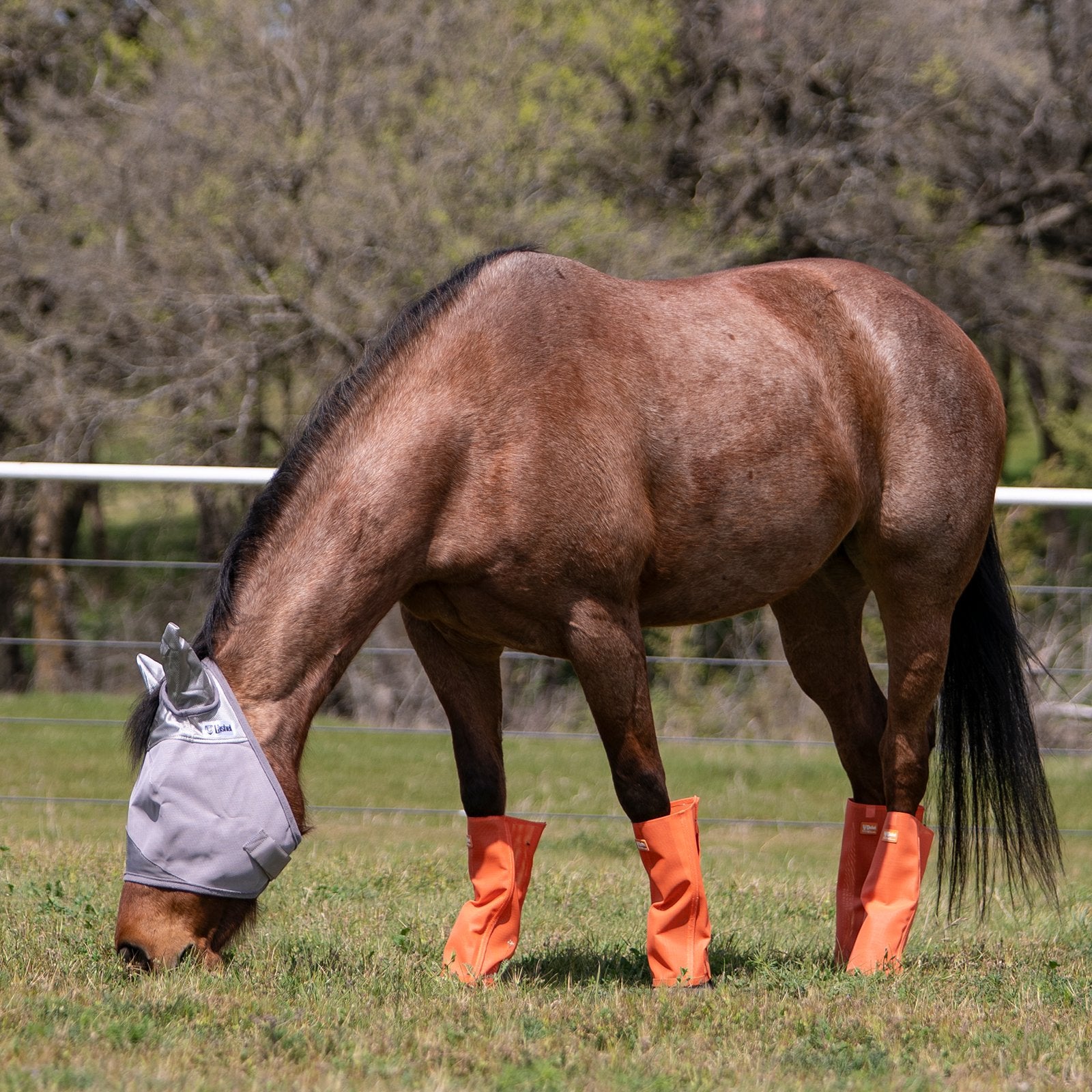 Bottes anti-mouches Equibrand avec protège-jambes, accessoires de protection pour l'équitation, en cuir noir.